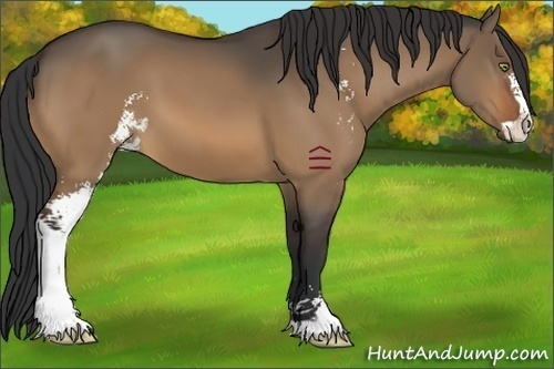 Horse Color:Bay Dun Sabino