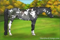 Horse Color:White Spotted Black Rabicano 