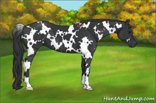 Horse Color:White Spotted Black 