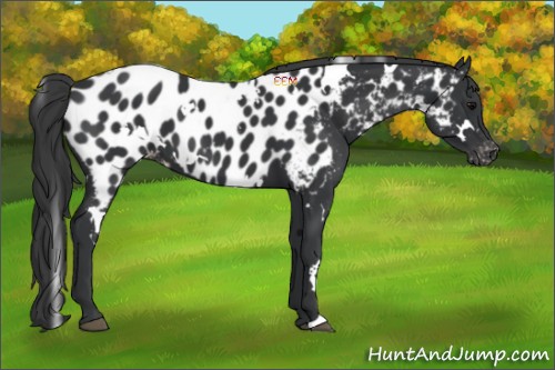 Horse Color:White Spotted Black Appaloosa 