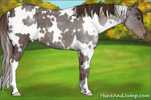 Horse Color:White Spotted Liver Red Roan 
