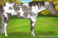 Horse Color:White Spotted Liver Red Roan 