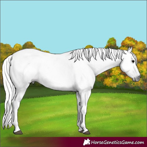 Horse Color:Gray Black Tobiano 