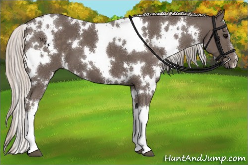 Horse Color:White Spotted Silver Black 