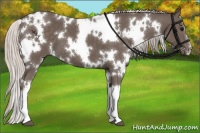 Horse Color:White Spotted Silver Black 