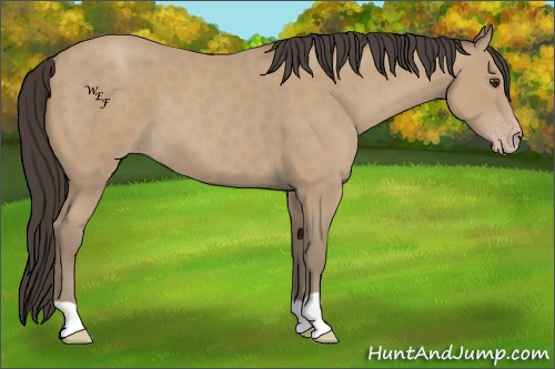 Horse Color:Classic Champagne 
