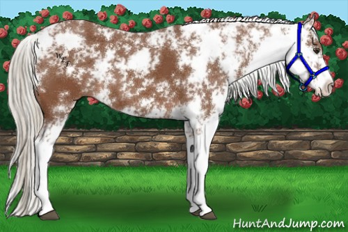 Horse Color:Chestnut Sabino 