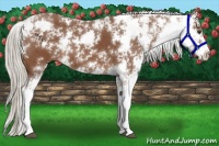Horse Color:Chestnut Sabino 