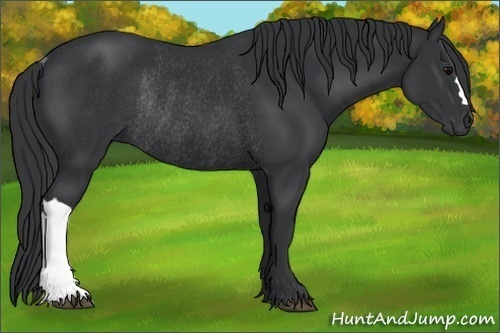 Horse Color:Black Rabicano 