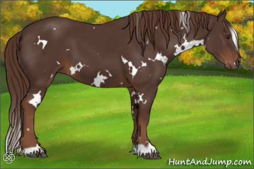 Horse Color:White Spotted Liver Chestnut 