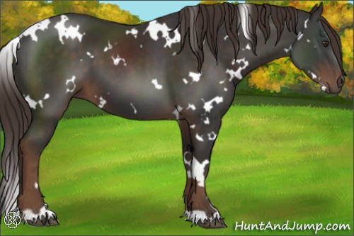 Horse Color:White Spotted Liver Chestnut 