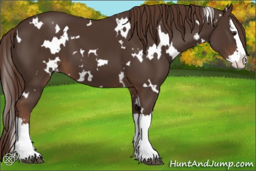 Horse Color:White Spotted Liver Chestnut Splash 