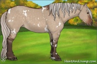 Horse Color:White Spotted Silver Bay Dun 