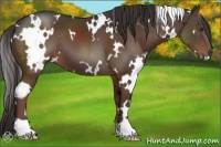 Horse Color:White Spotted Liver Chestnut 