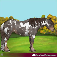 Horse Color:White Spotted Liver Chestnut 