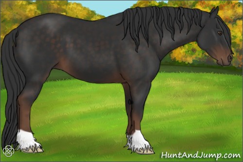 Horse Color:Liver Chestnut 