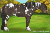 Horse Color:White Spotted Liver Chestnut 