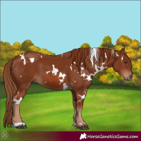 Horse Color:White Spotted Chestnut 