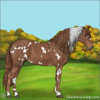 Horse Color:White Spotted Chestnut 