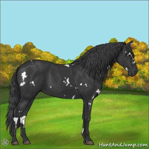 Horse Color:White Spotted Black 