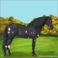 Horse Color:White Spotted Black 