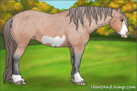 Horse Color:Bay Frame Appaloosa 