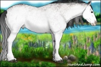 Horse Color:White Spotted Bay Splash Rabicano 