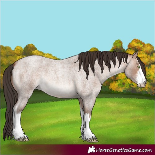 Horse Color:White Spotted Sable Champagne Roan 