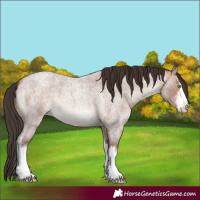 Horse Color:White Spotted Sable Champagne Roan 