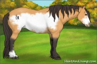 Horse Color:Buckskin Roan Frame 