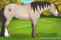 Horse Color:Amber Champagne Roan Rabicano 
