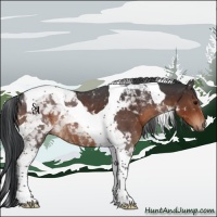 Horse Color:Brown Tobiano 