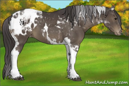 Horse Color:Smoky Black Tobiano Appaloosa 