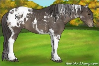 Horse Color:Smoky Black Tobiano Appaloosa 