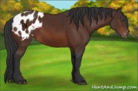 Horse Color:Brown Sabino Blanket Rabicano 
