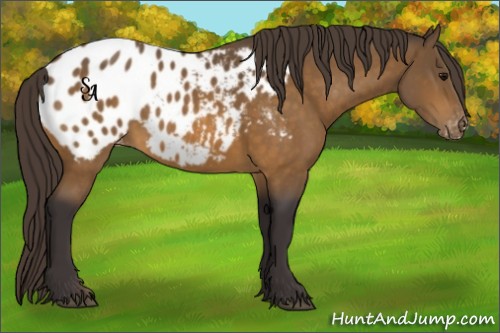 Horse Color:Buckskin Sabino Appaloosa 