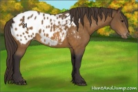 Horse Color:Buckskin Sabino Blanket 
