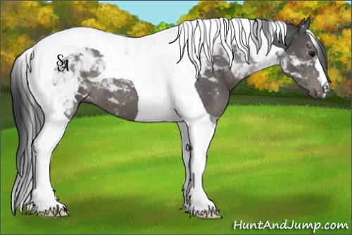 Horse Color:Black Tobiano 