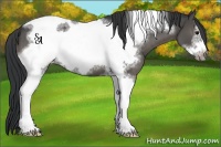 Horse Color:Black Sabino Tobiano Frame 