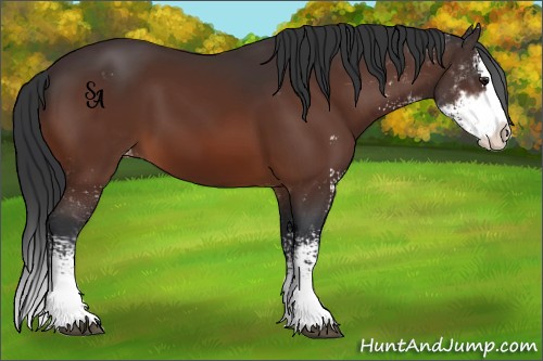 Horse Color:Bay Sabino Splash Appaloosa 