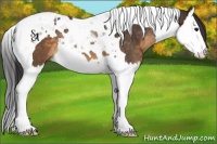 Horse Color:Buckskin Splash Tobiano 
