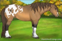 Horse Color:Buckskin Appaloosa 