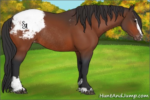 Horse Color:Bay Sabino Appaloosa Rabicano 