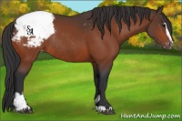Horse Color:Bay Sabino Appaloosa Rabicano 