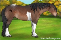 Horse Color:Brown Tobiano 