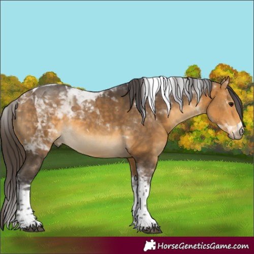 Horse Color:Buckskin Tobiano 