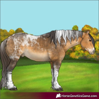 Horse Color:Buckskin Tobiano 