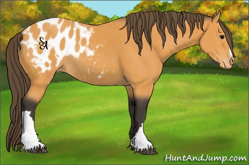 Horse Color:Buckskin Blanket Rabicano 