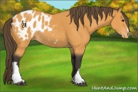 Horse Color:Buckskin Blanket Rabicano 