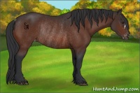 Horse Color:Brown Appaloosa Rabicano 